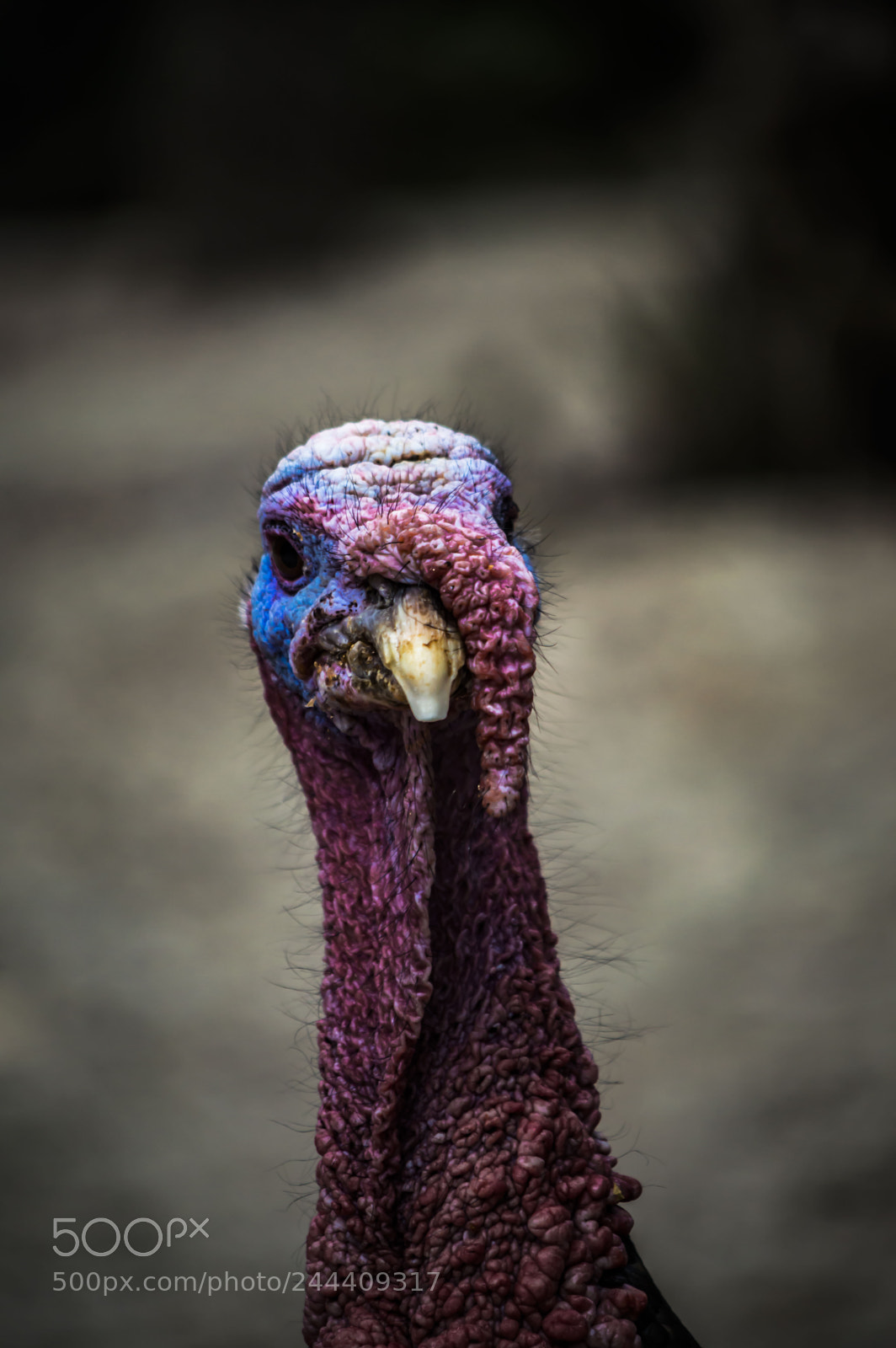 Nikon D3200 sample photo. Fotografia de animales photography