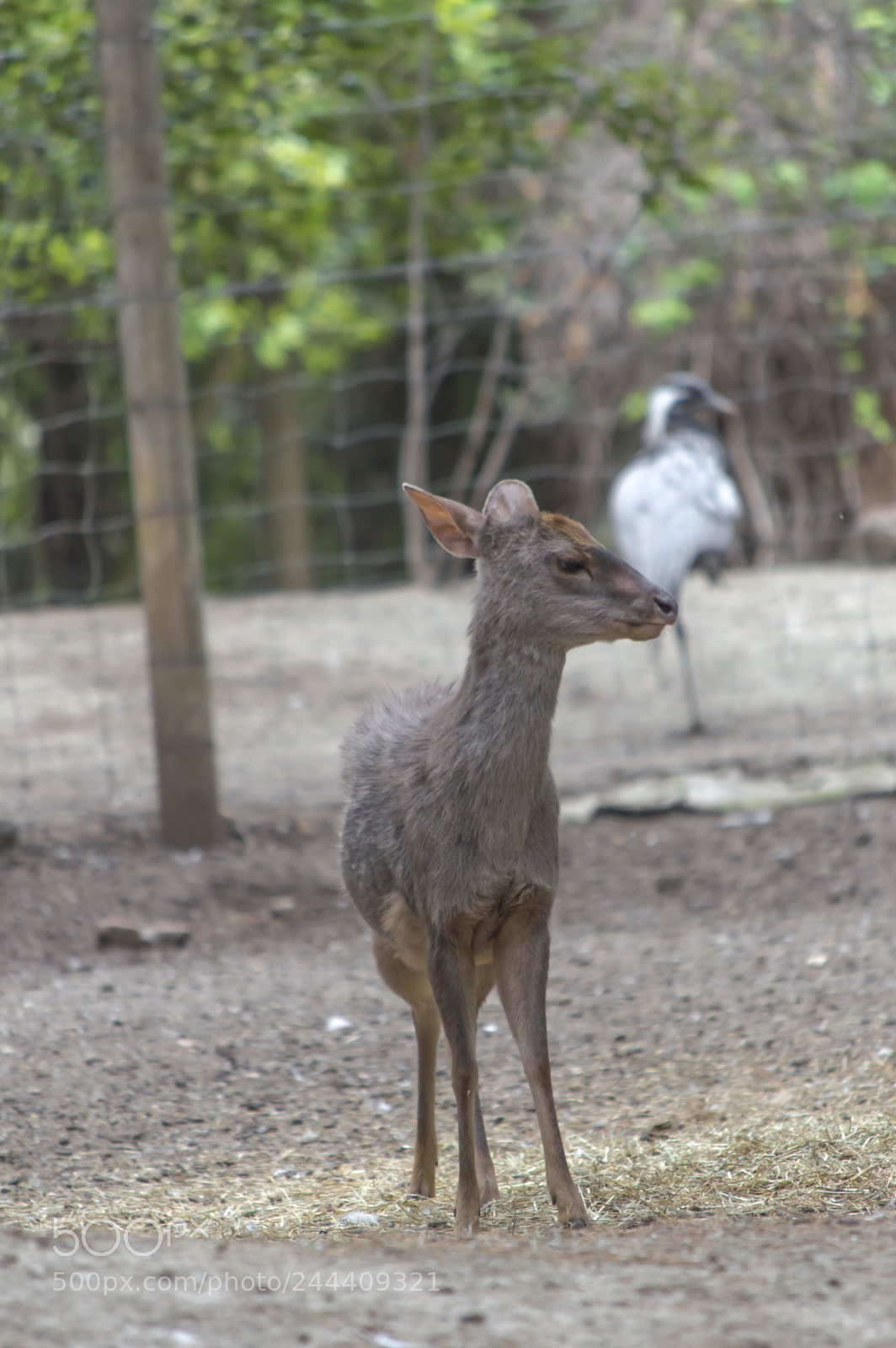 Nikon D3200 sample photo. Fotografia de animales photography
