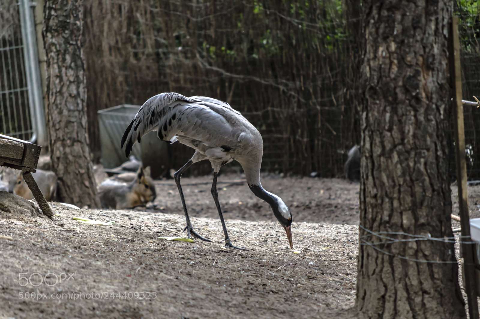 Nikon D3200 sample photo. Fotografia de animales photography