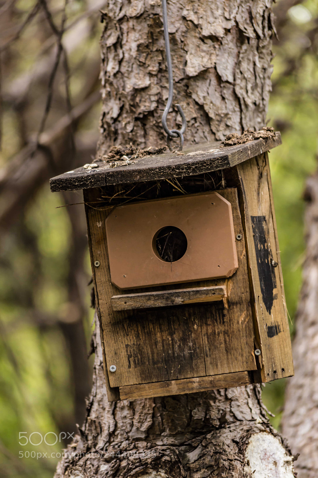 Nikon D3200 sample photo. Fotografia de animales photography