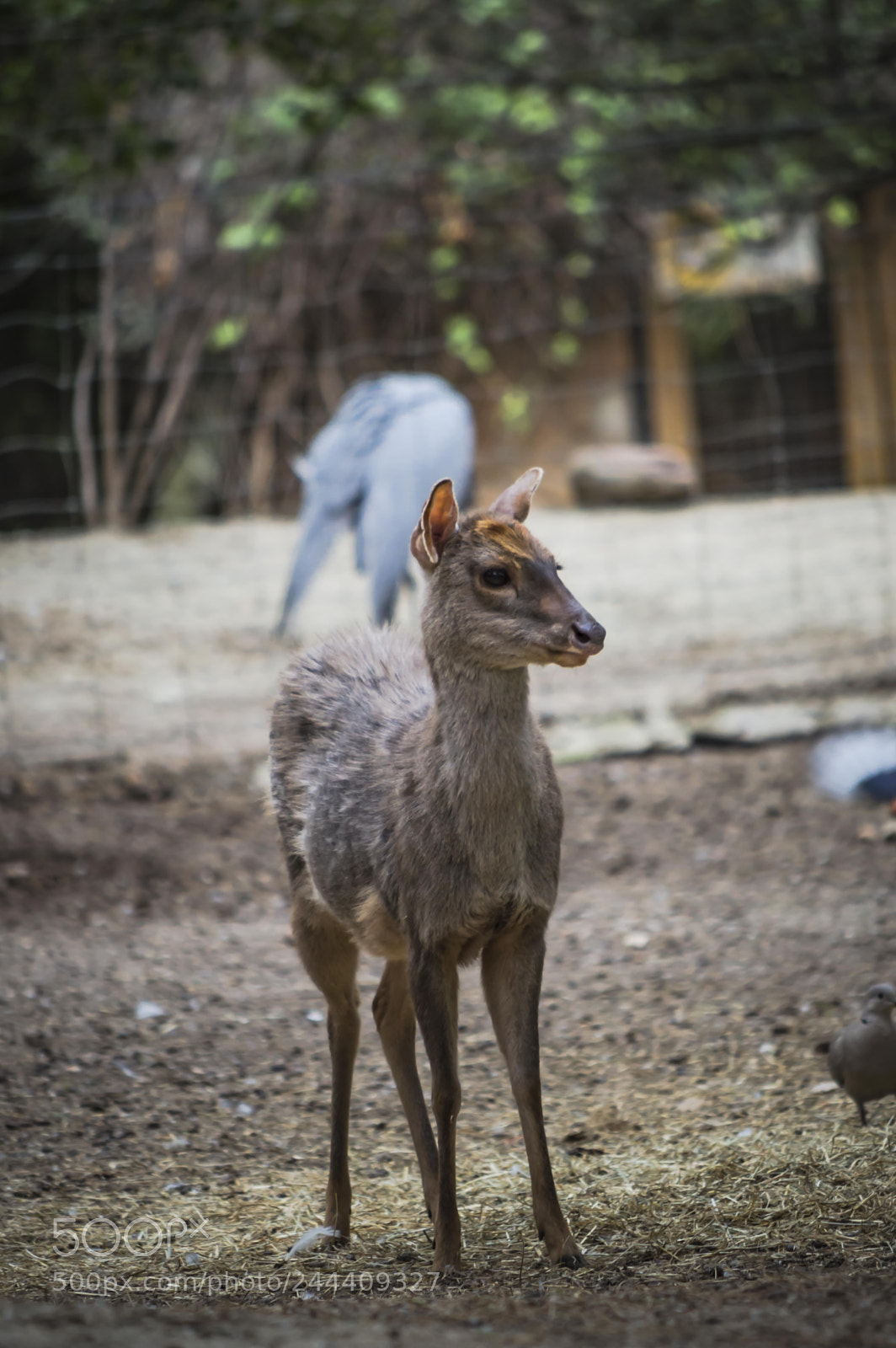 Nikon D3200 sample photo. Fotografia de animales photography