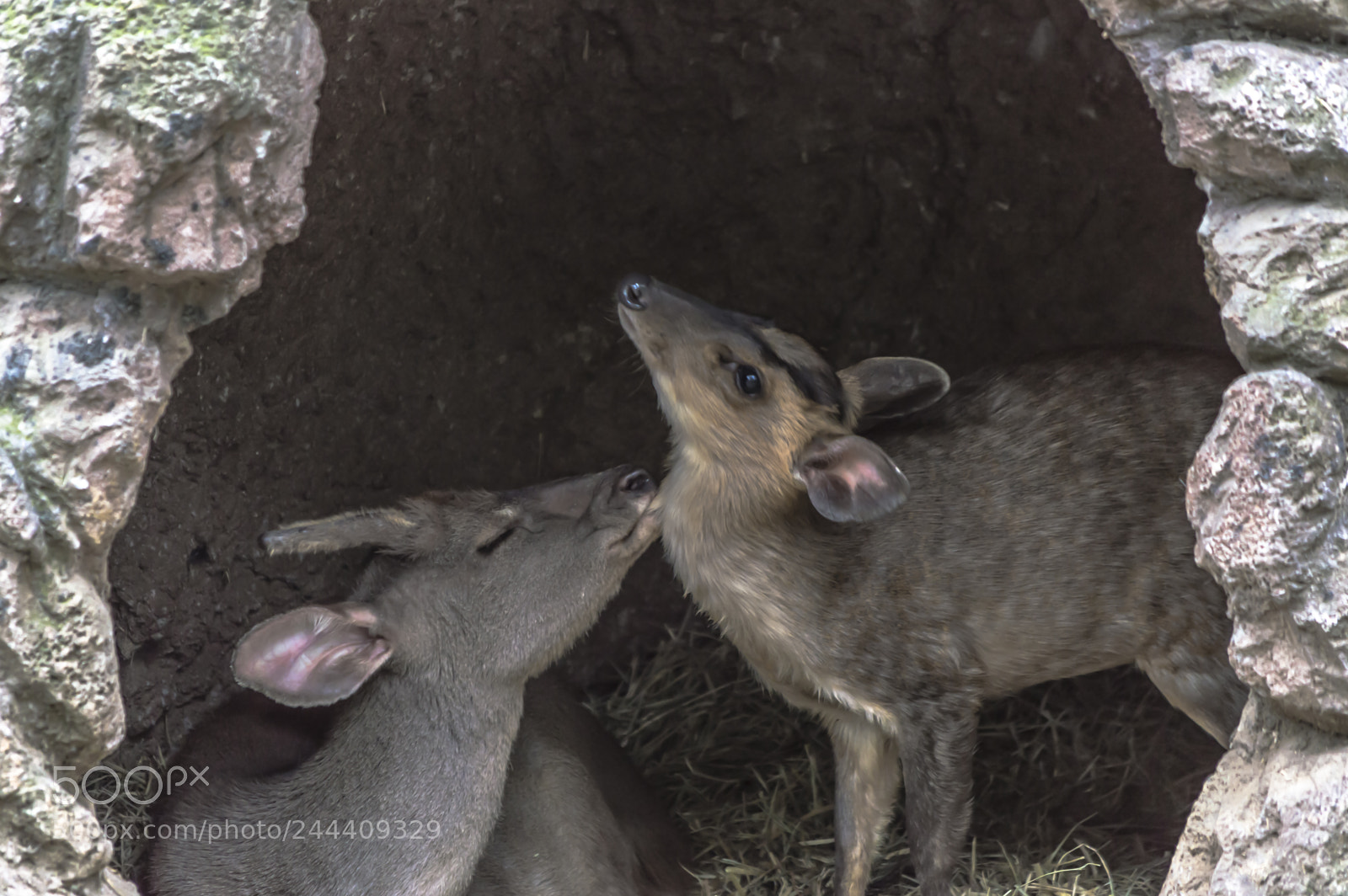 Nikon D3200 sample photo. Fotografia de animales photography