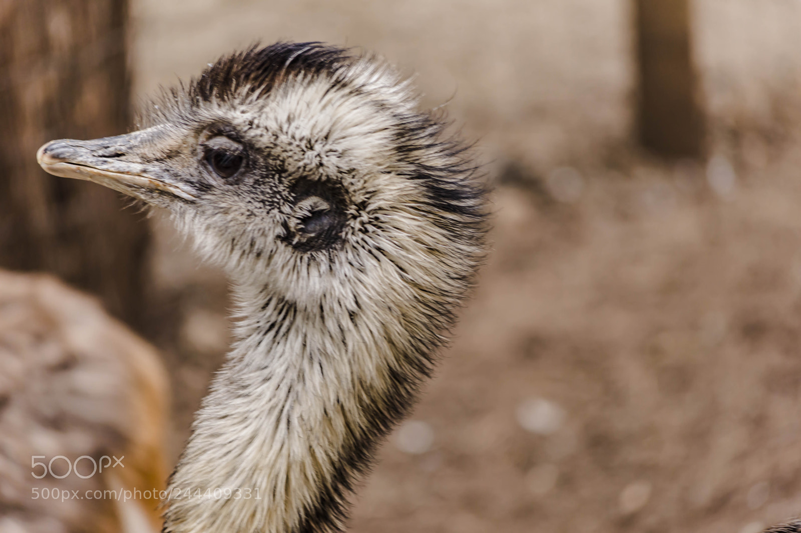 Nikon D3200 sample photo. Fotografia de animales photography