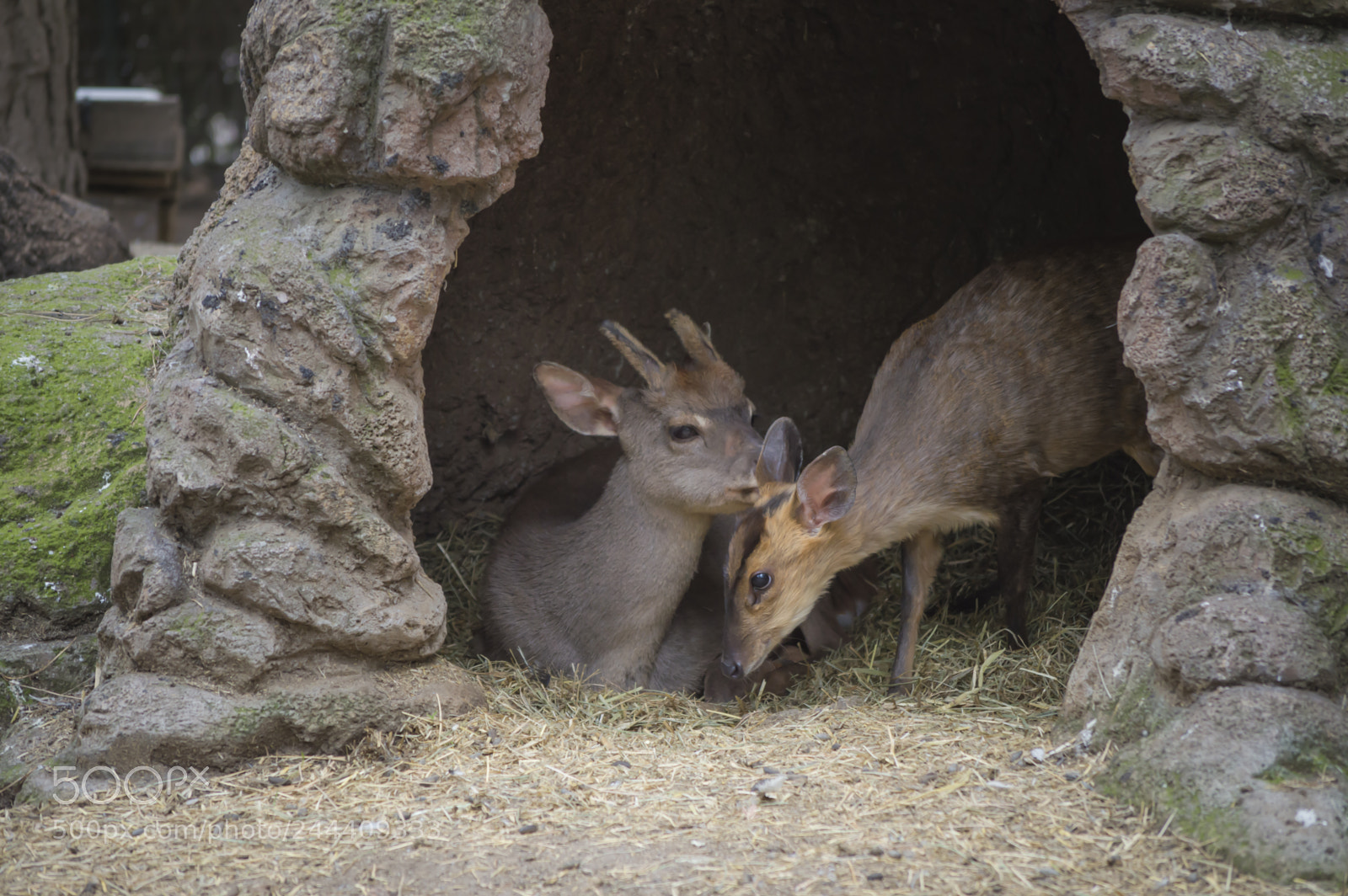 Nikon D3200 sample photo. Fotografia de animales photography