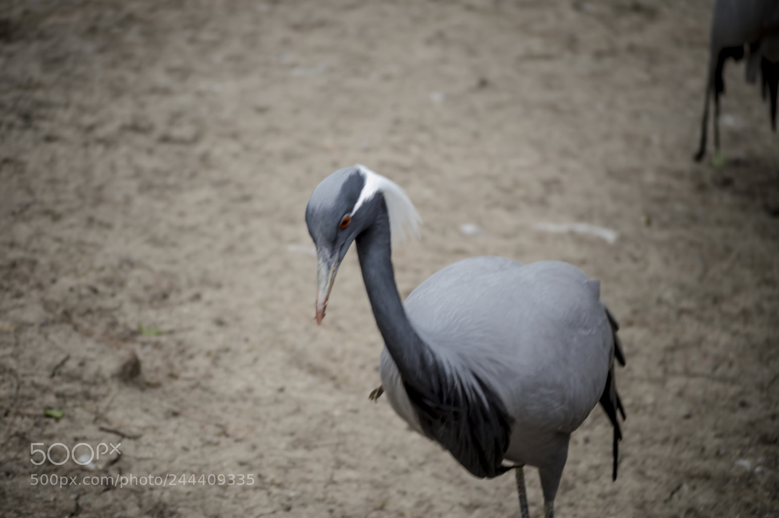 Nikon D3200 sample photo. Fotografia de animales photography