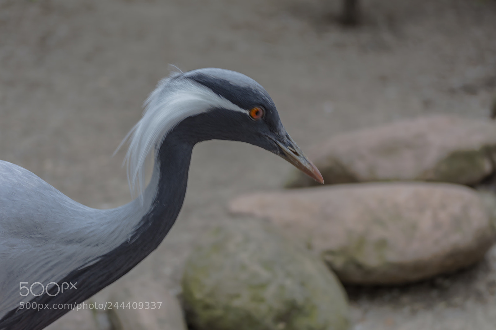 Nikon D3200 sample photo. Fotografia de animales photography