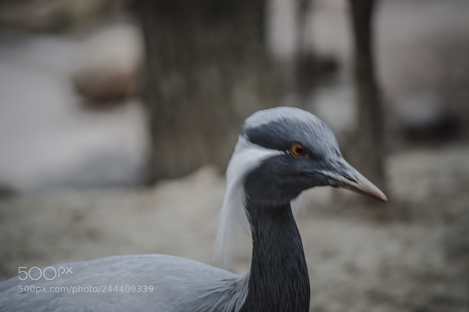 Nikon D3200 sample photo. Fotografia de animales photography