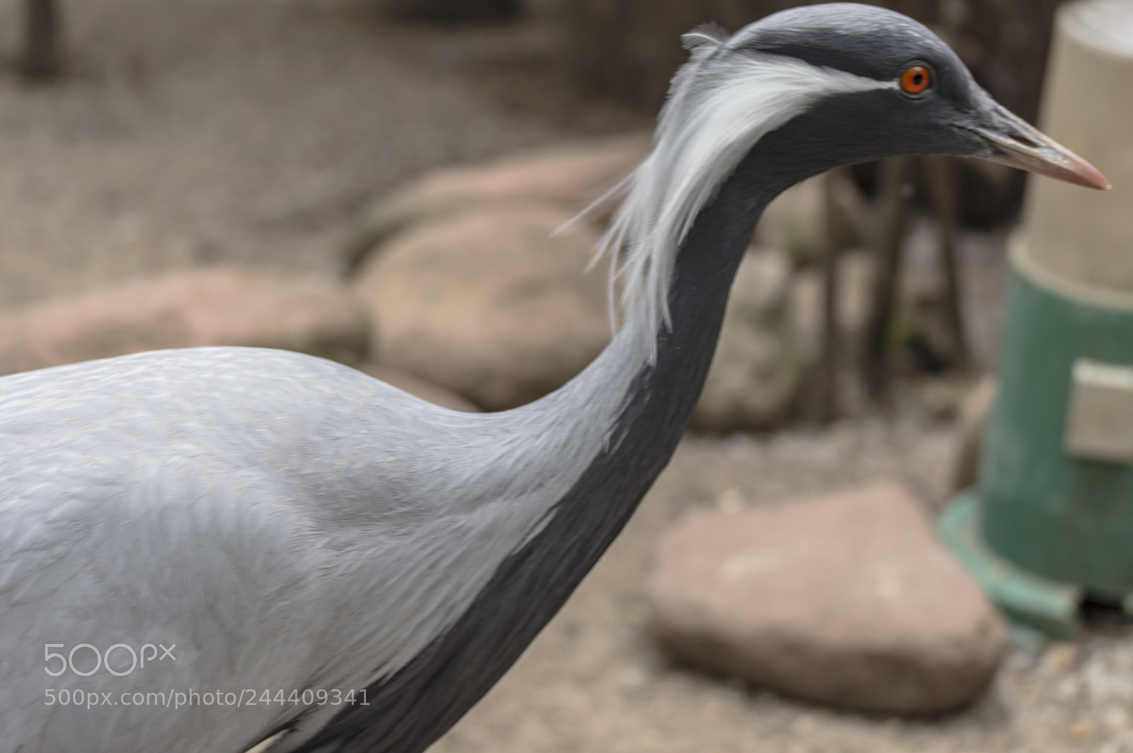 Nikon D3200 sample photo. Fotografia de animales photography