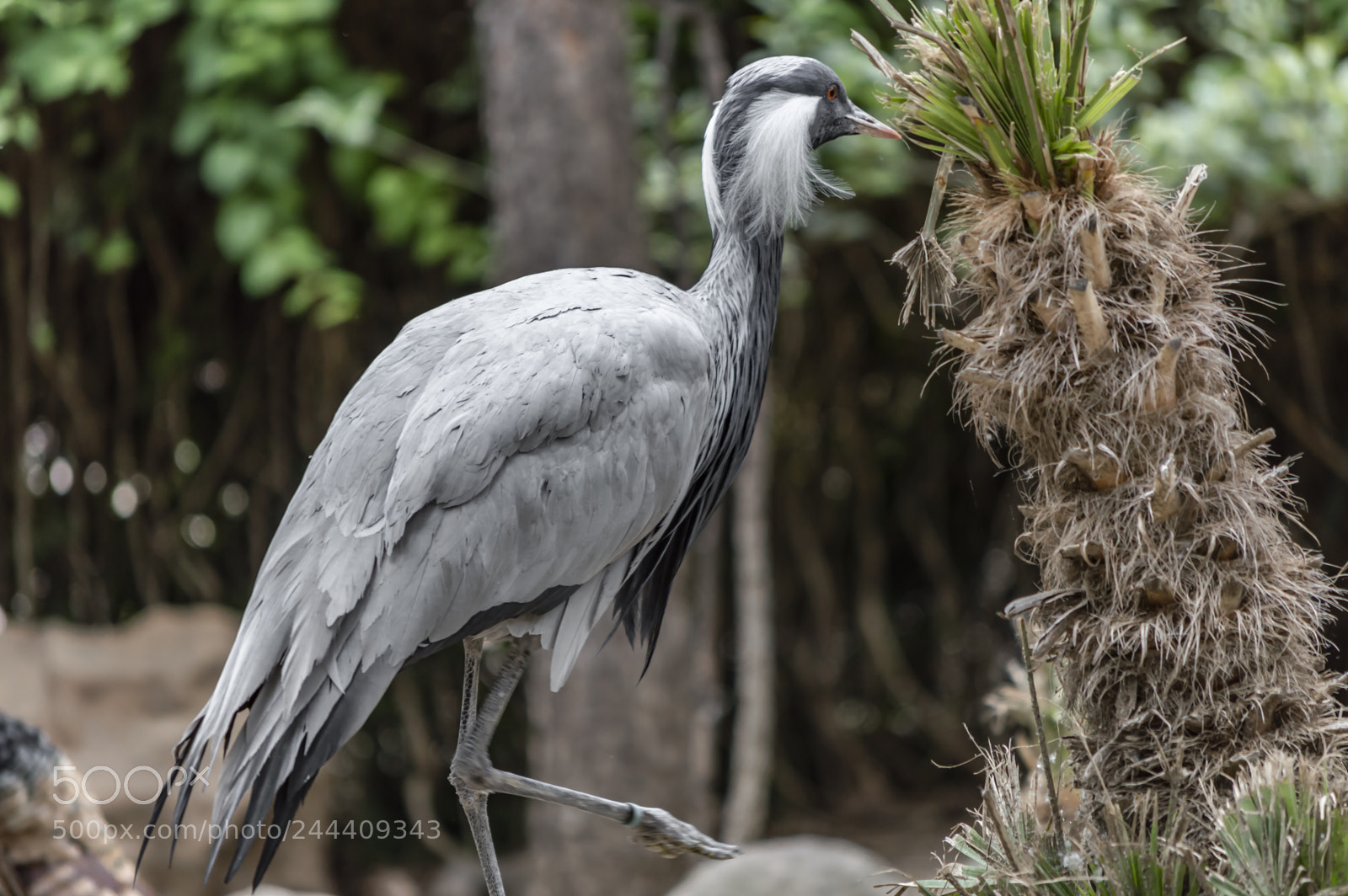 Nikon D3200 sample photo. Fotografia de animales photography