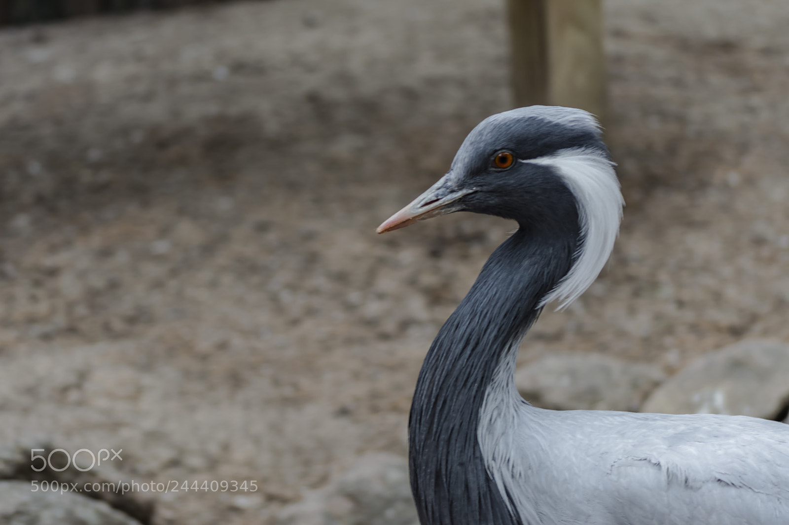 Nikon D3200 sample photo. Fotografia de animales photography