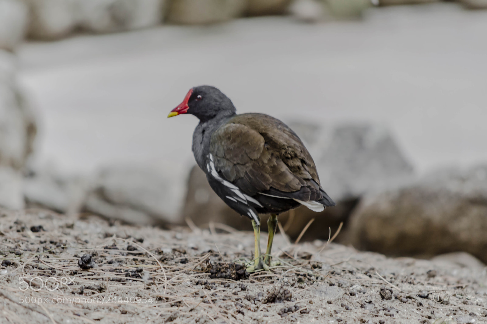 Nikon D3200 sample photo. Fotografia de animales photography