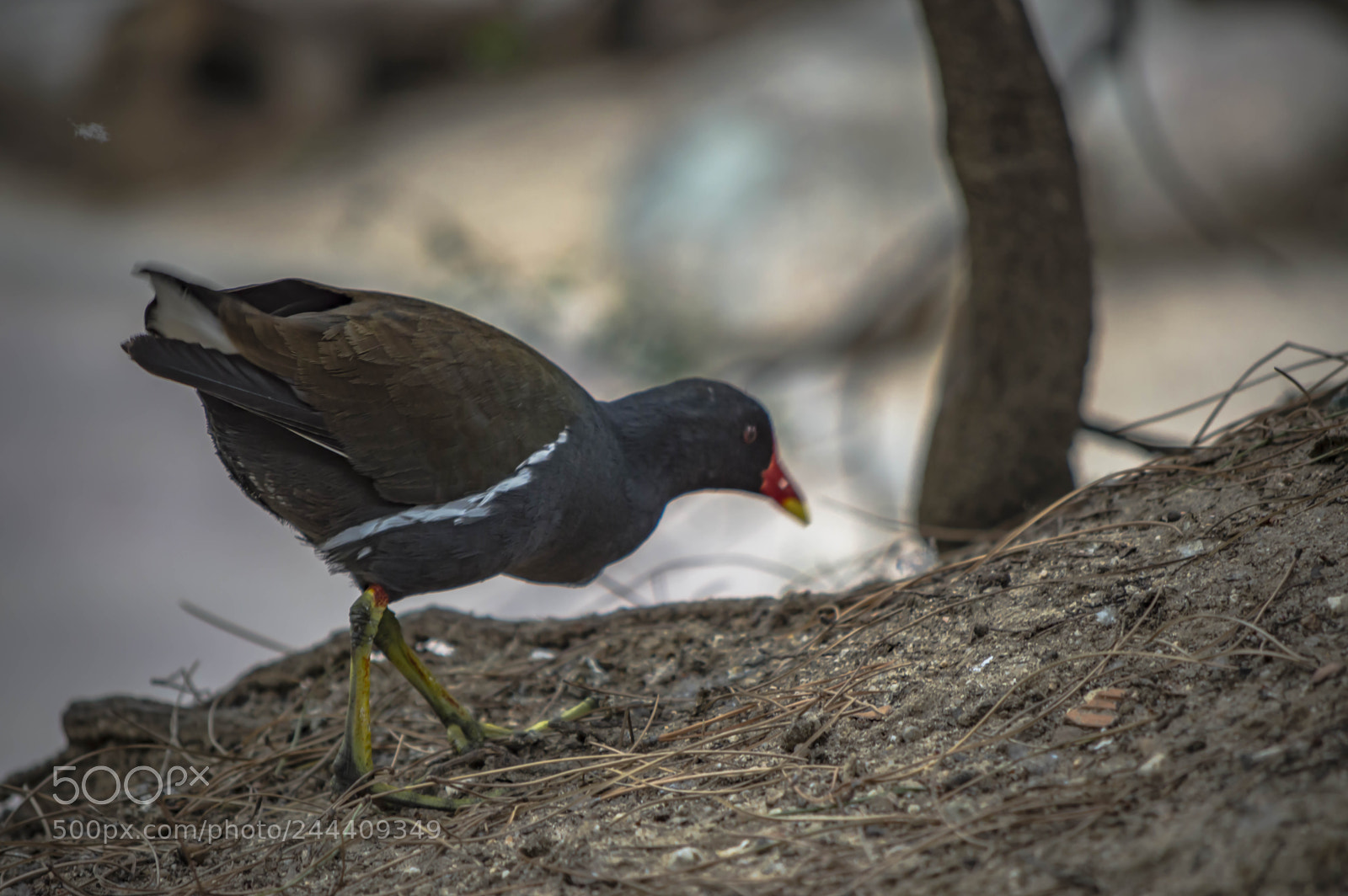 Nikon D3200 sample photo. Fotografia de animales photography