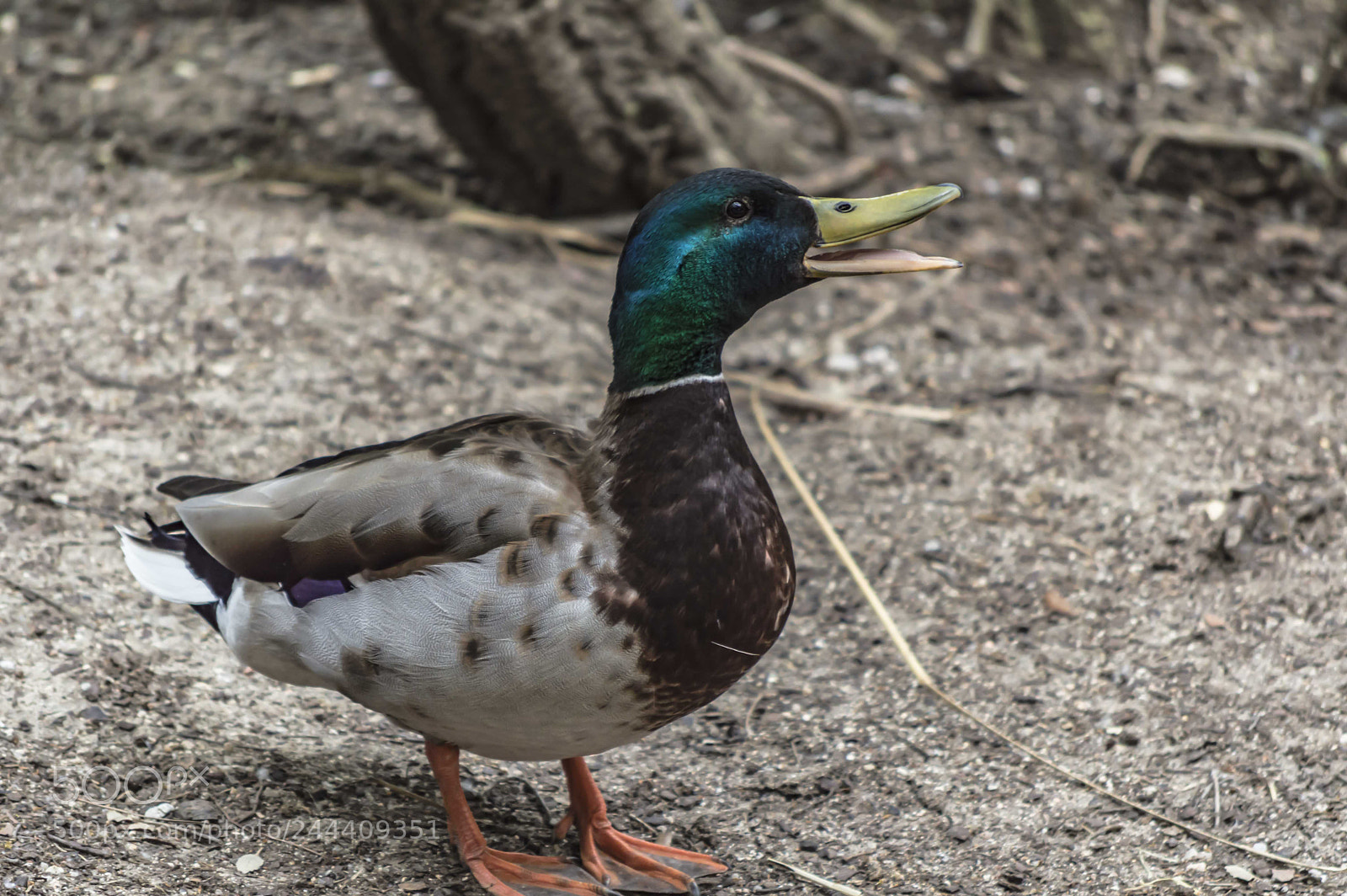 Nikon D3200 sample photo. Fotografia de animales photography