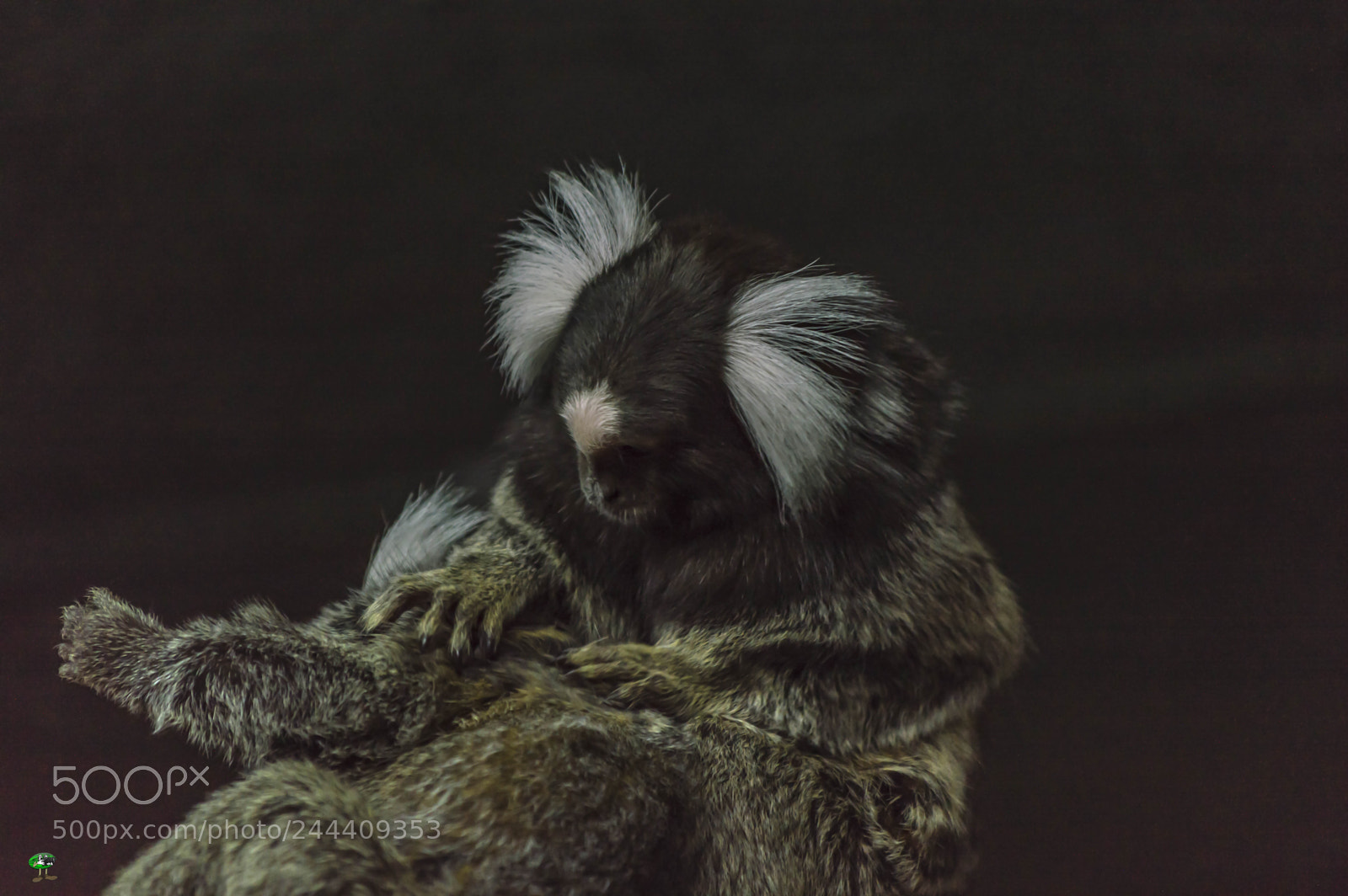 Nikon D3200 sample photo. Fotografia de animales photography