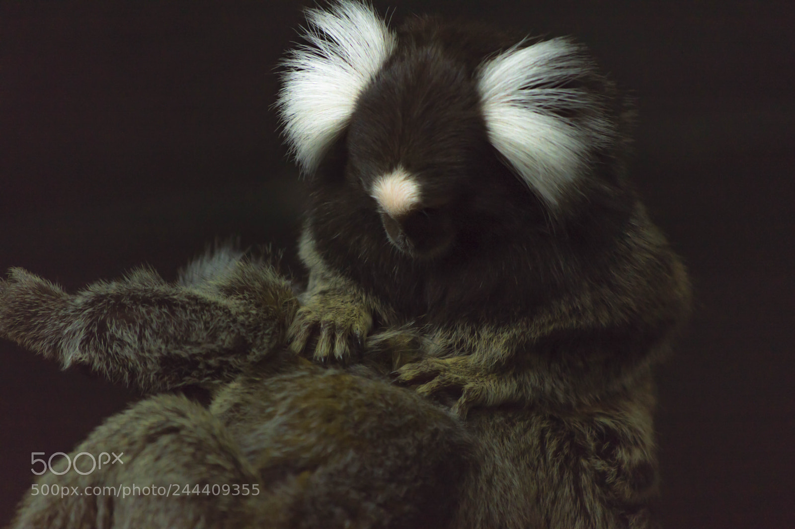 Nikon D3200 sample photo. Fotografia de animales photography