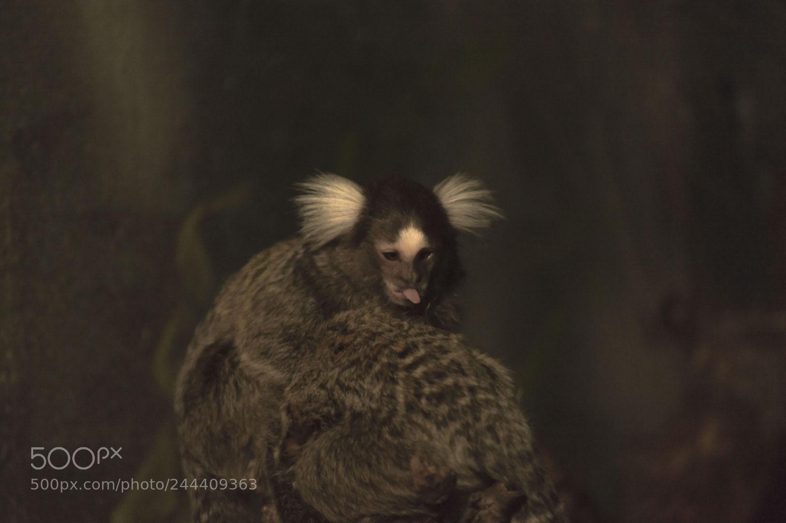 Nikon D3200 sample photo. Fotografia de animales photography