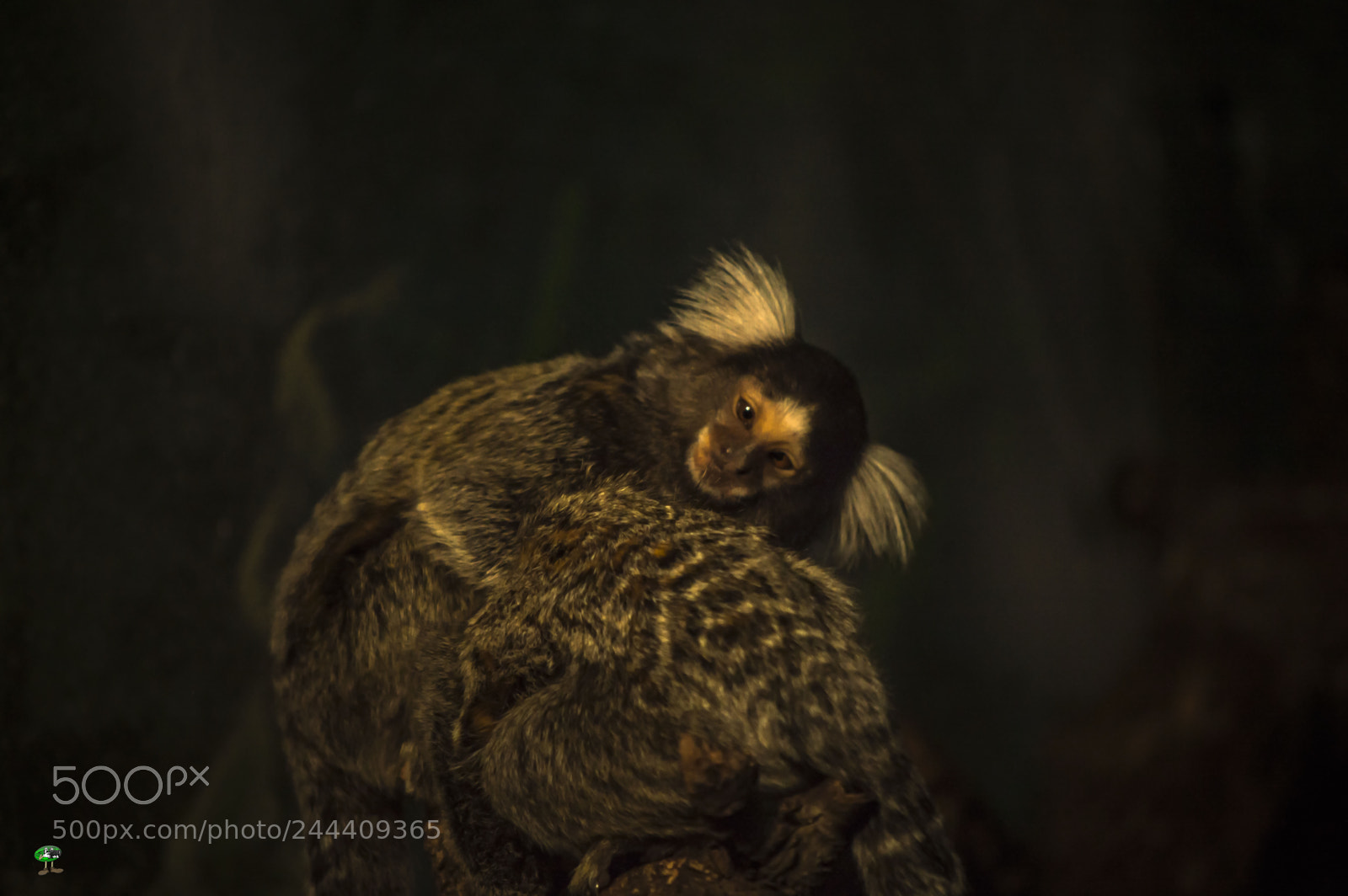 Nikon D3200 sample photo. Fotografia de animales photography