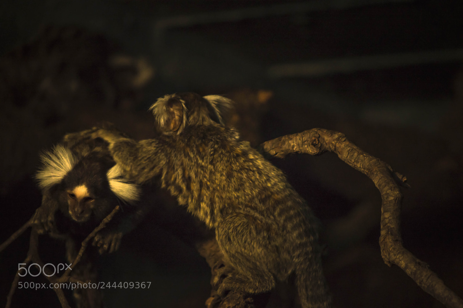 Nikon D3200 sample photo. Fotografia de animales photography