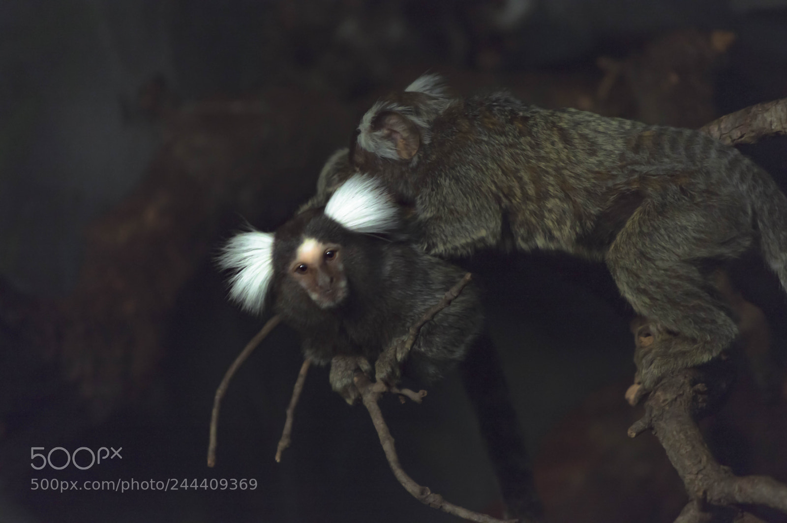 Nikon D3200 sample photo. Fotografia de animales photography