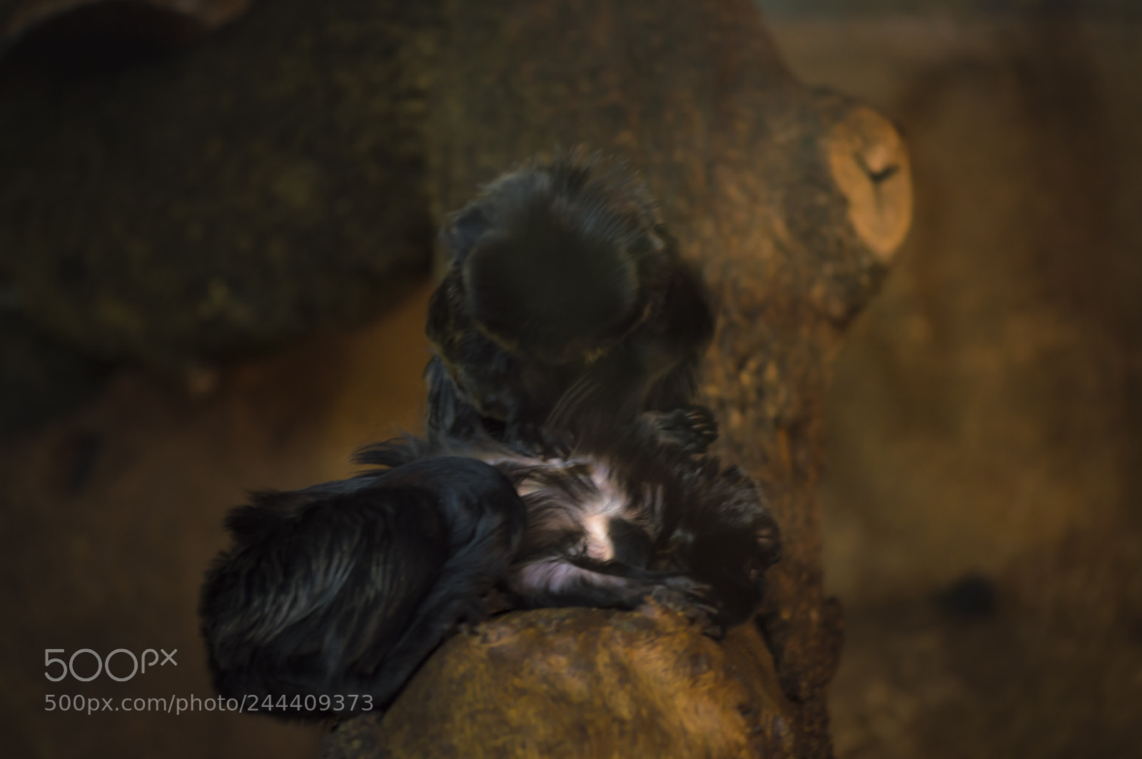 Nikon D3200 sample photo. Fotografia de animales photography