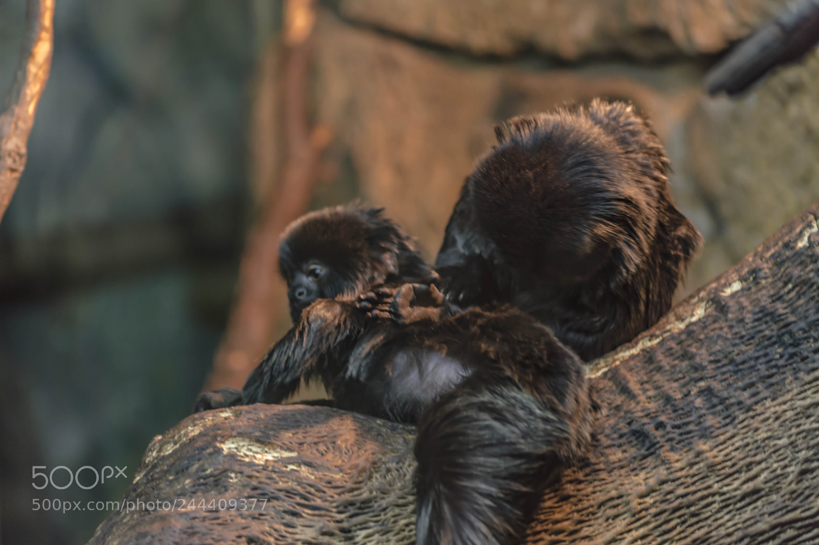 Nikon D3200 sample photo. Fotografia de animales photography