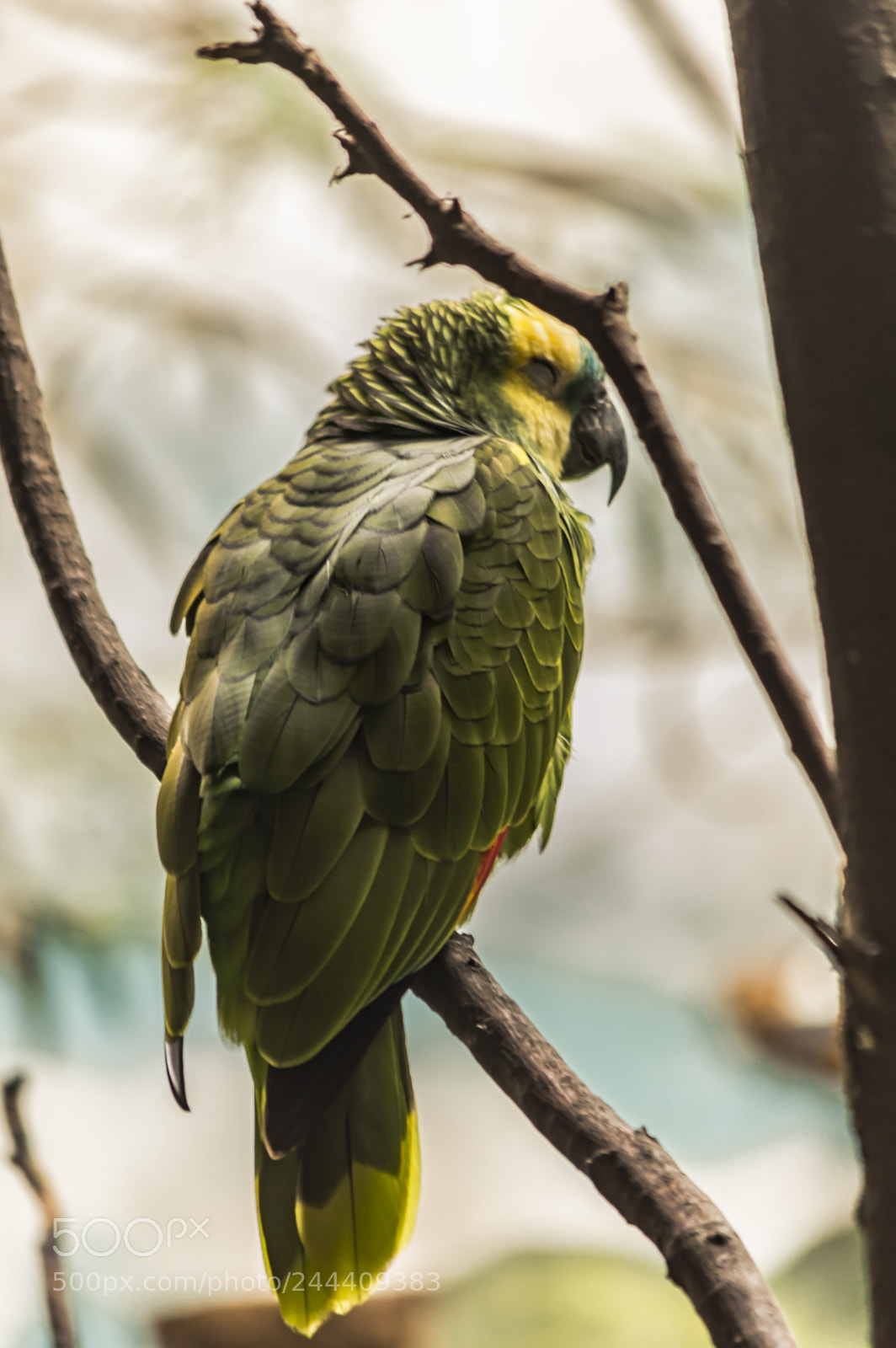 Nikon D3200 sample photo. Fotografia de animales photography