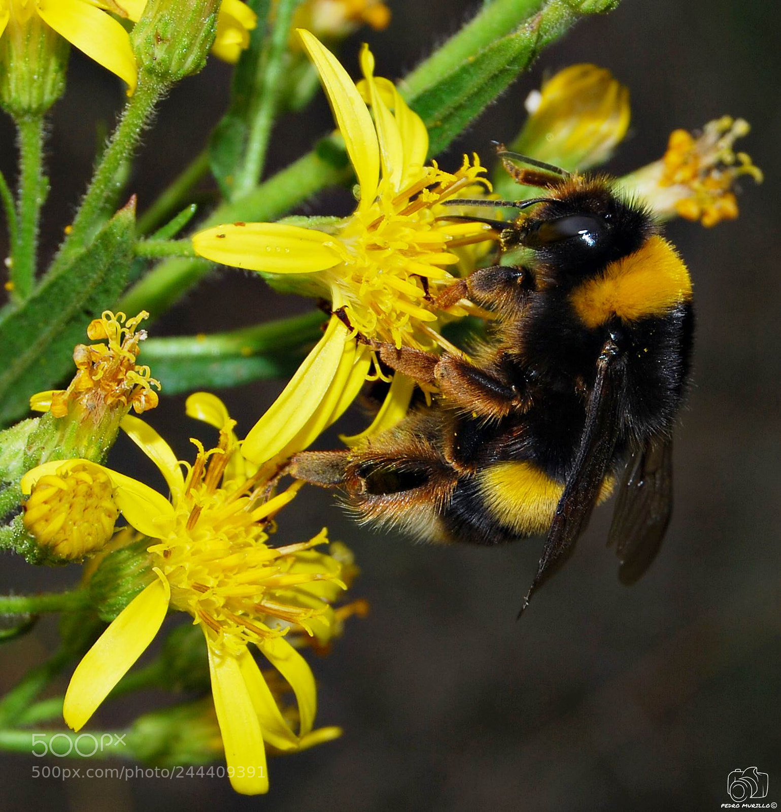 Nikon D60 sample photo. Bombus terrestris photography