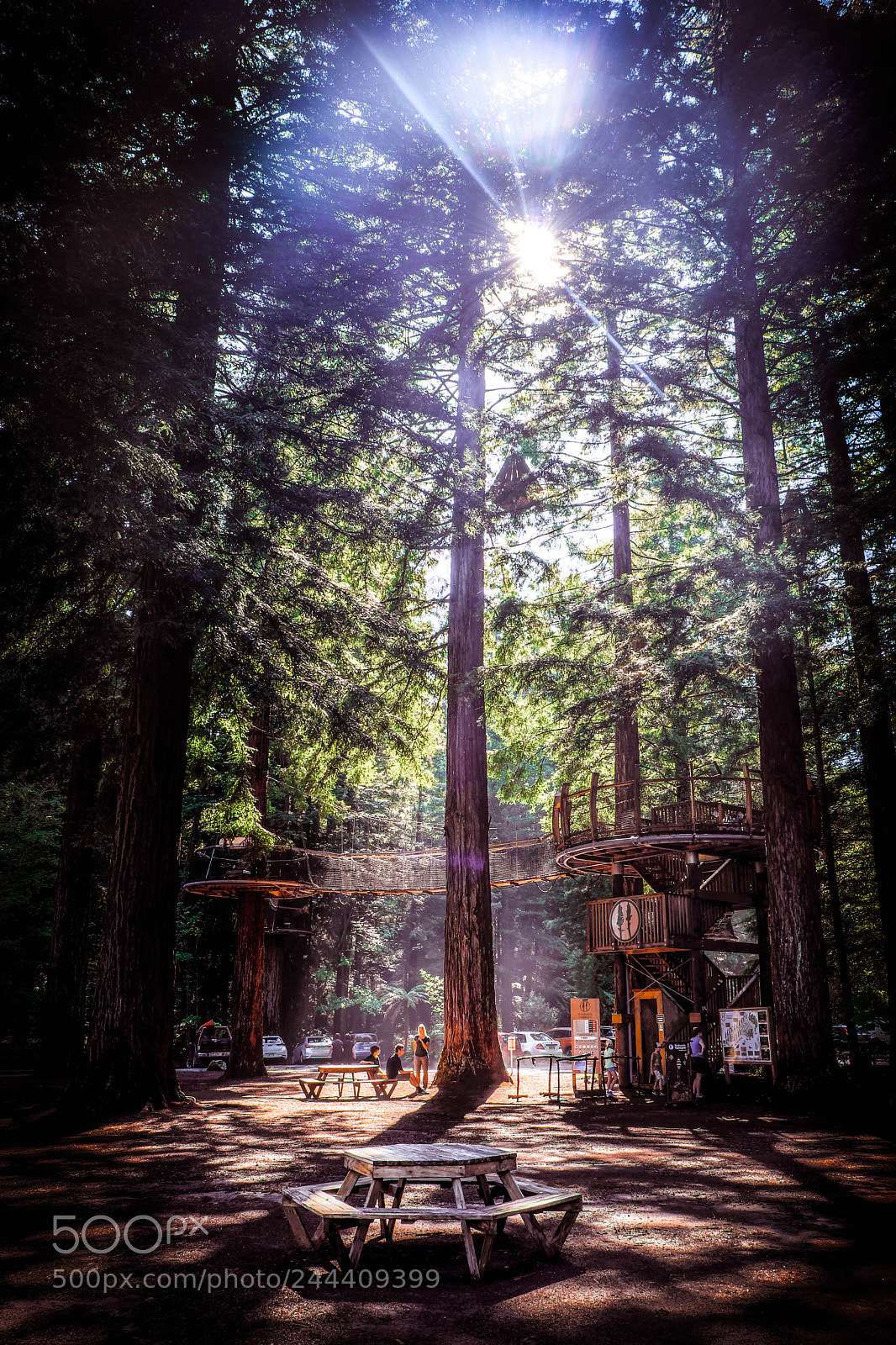 Fujifilm X-T20 sample photo. Redwoods, rotorua, new zealand photography