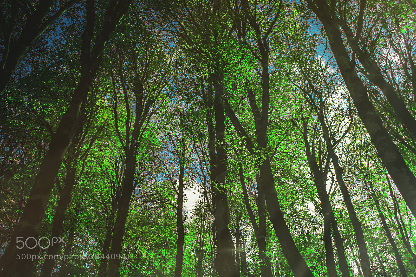 Nikon D3100 sample photo. Green forest photography