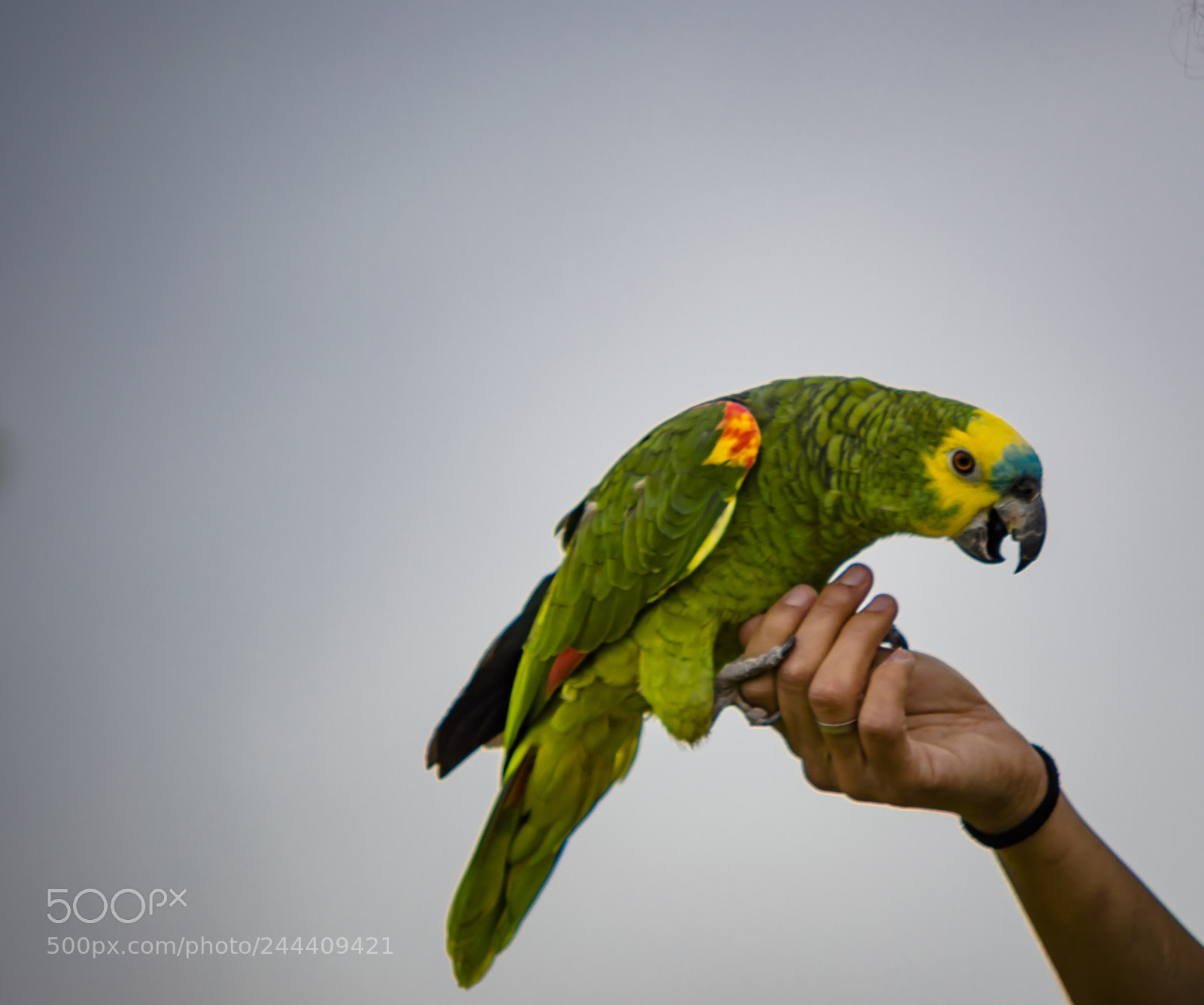 Nikon D3200 sample photo. Fotografia de animales photography