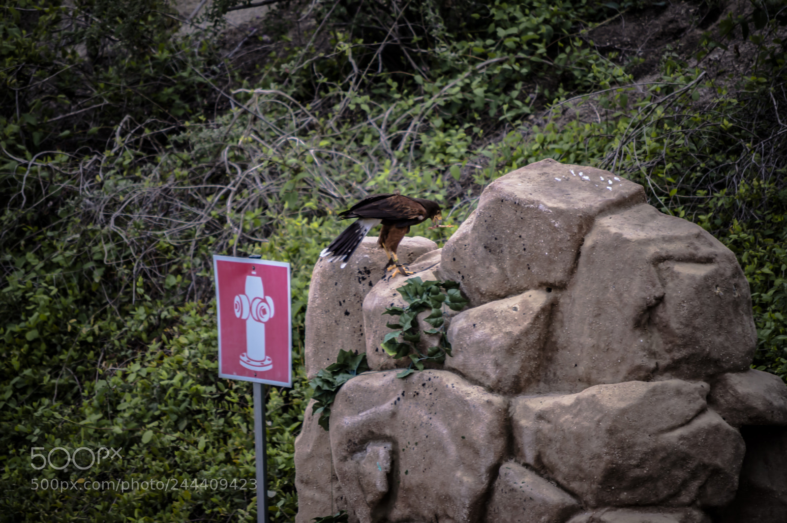 Nikon D3200 sample photo. Fotografia de animales photography