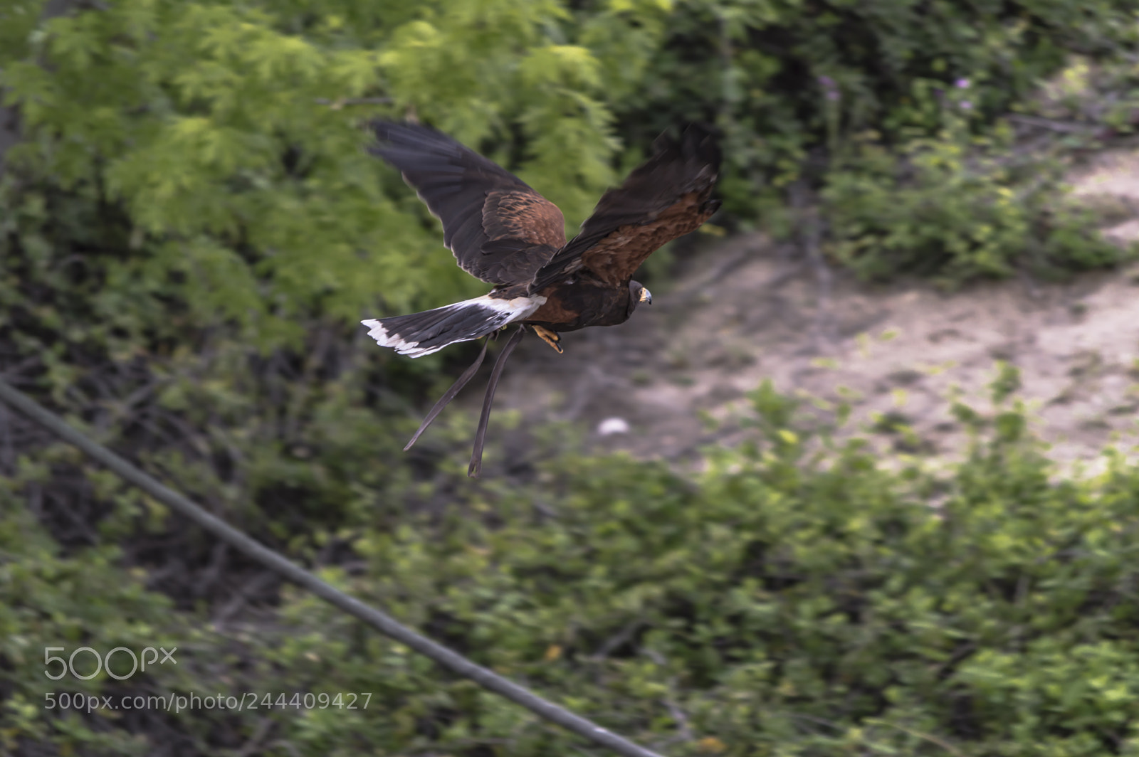 Nikon D3200 sample photo. Fotografia de animales photography