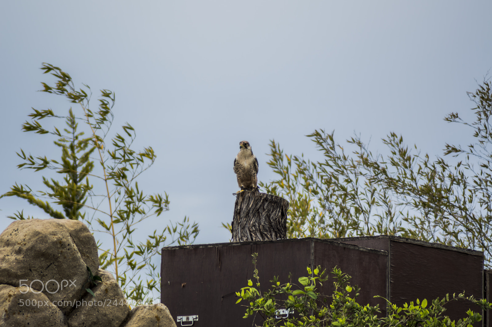 Nikon D3200 sample photo. Fotografia de animales photography