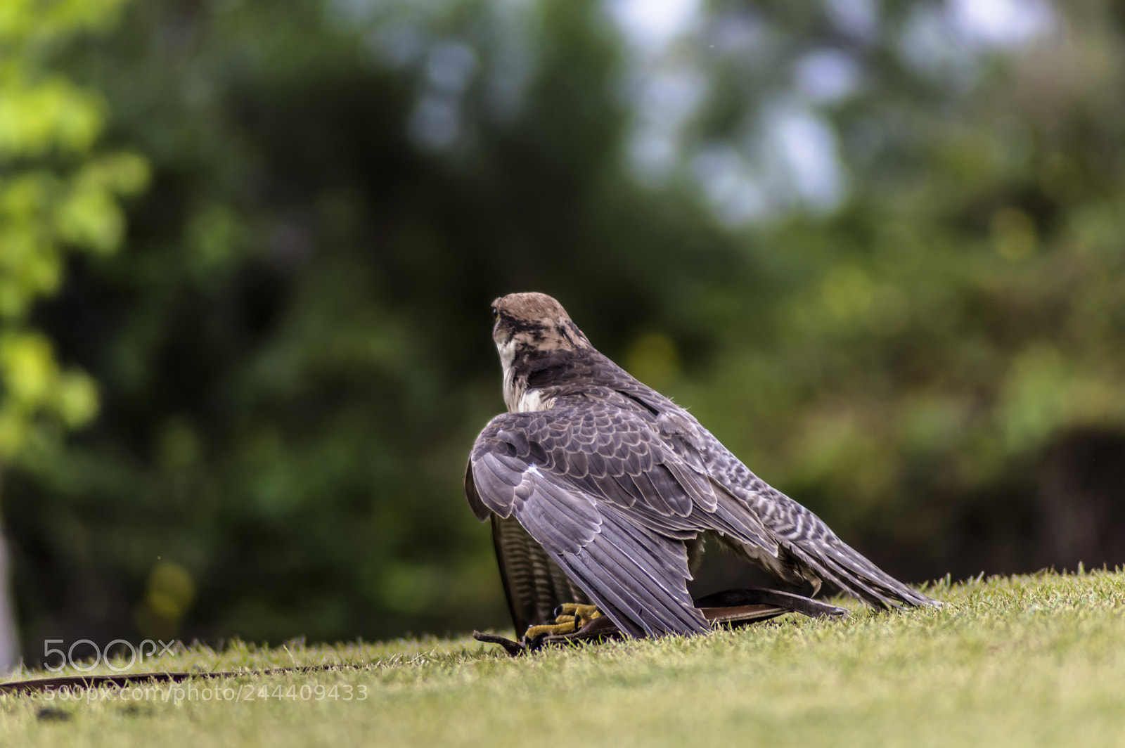 Nikon D3200 sample photo. Fotografia de animales photography