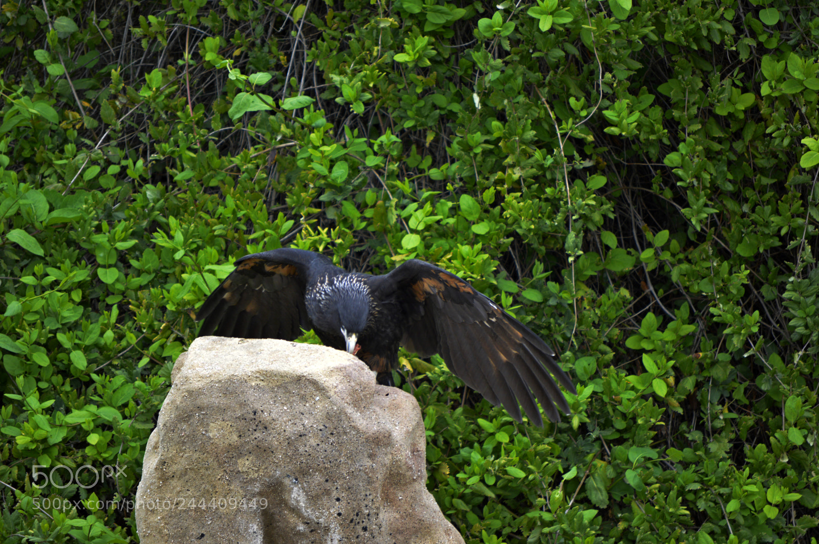 Nikon D3200 sample photo. Fotografia de animales photography