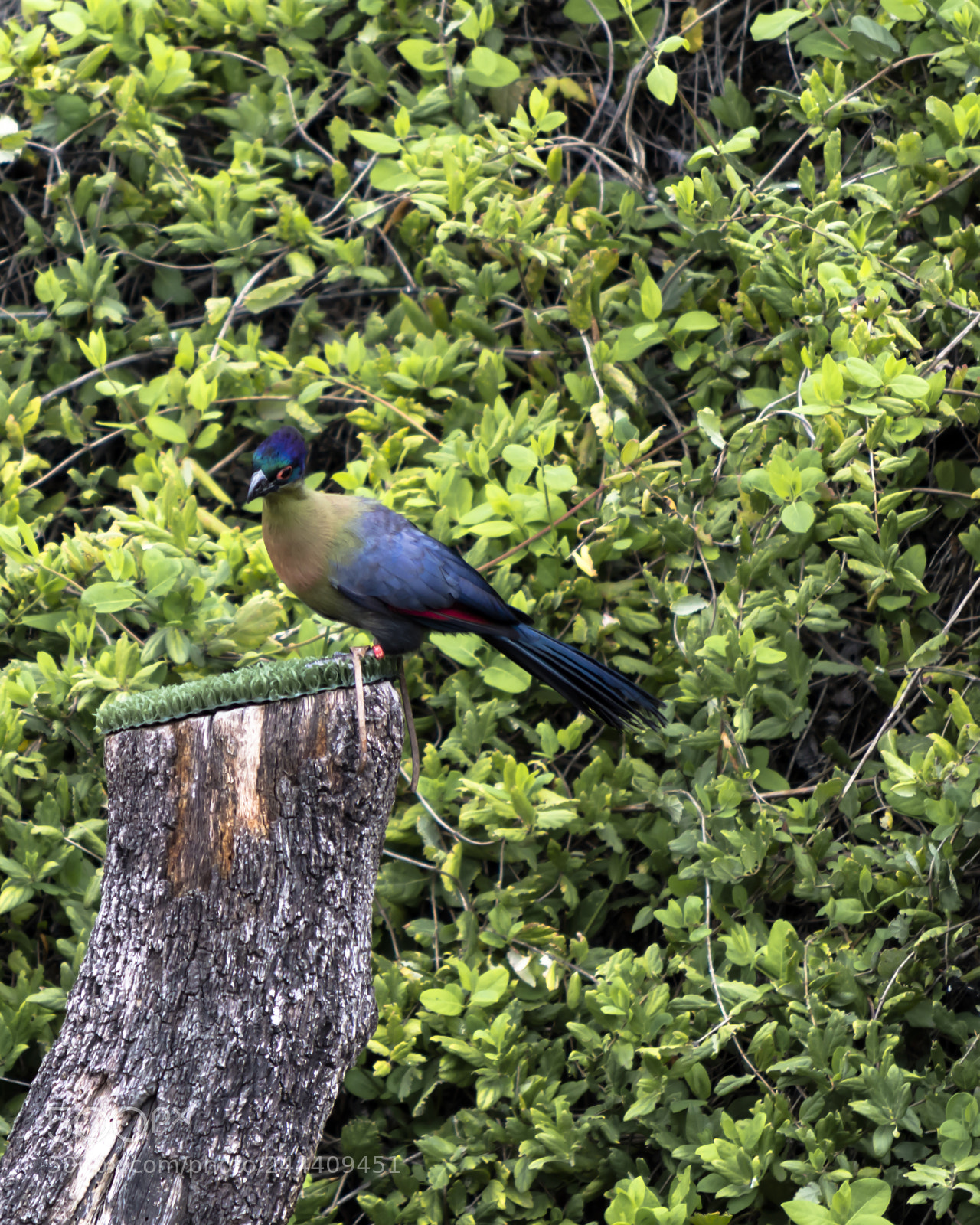 Nikon D3200 sample photo. Fotografia de animales photography
