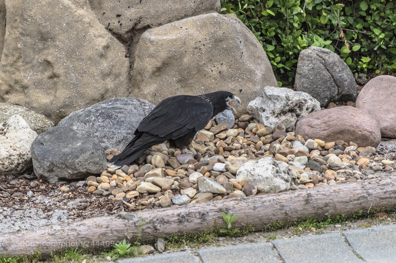 Nikon D3200 sample photo. Fotografia de animales photography