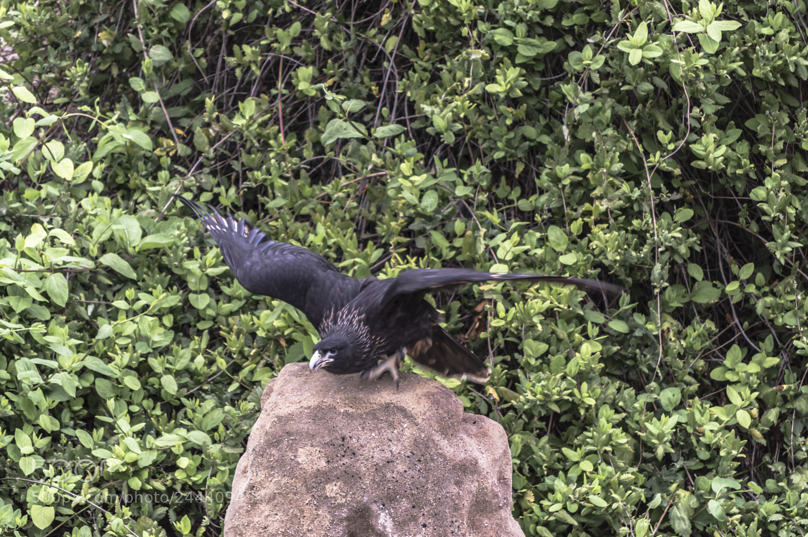 Nikon D3200 sample photo. Fotografia de animales photography