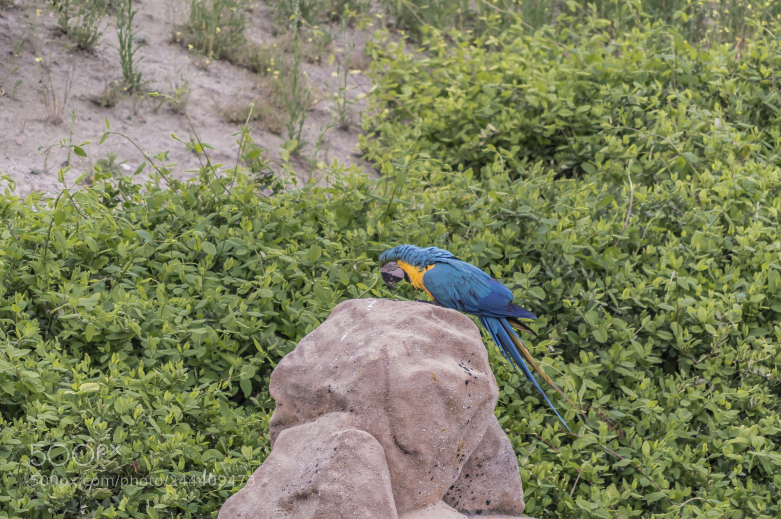 Nikon D3200 sample photo. Fotografia de animales photography