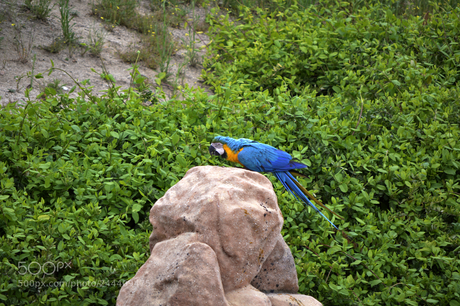 Nikon D3200 sample photo. Fotografia de animales photography