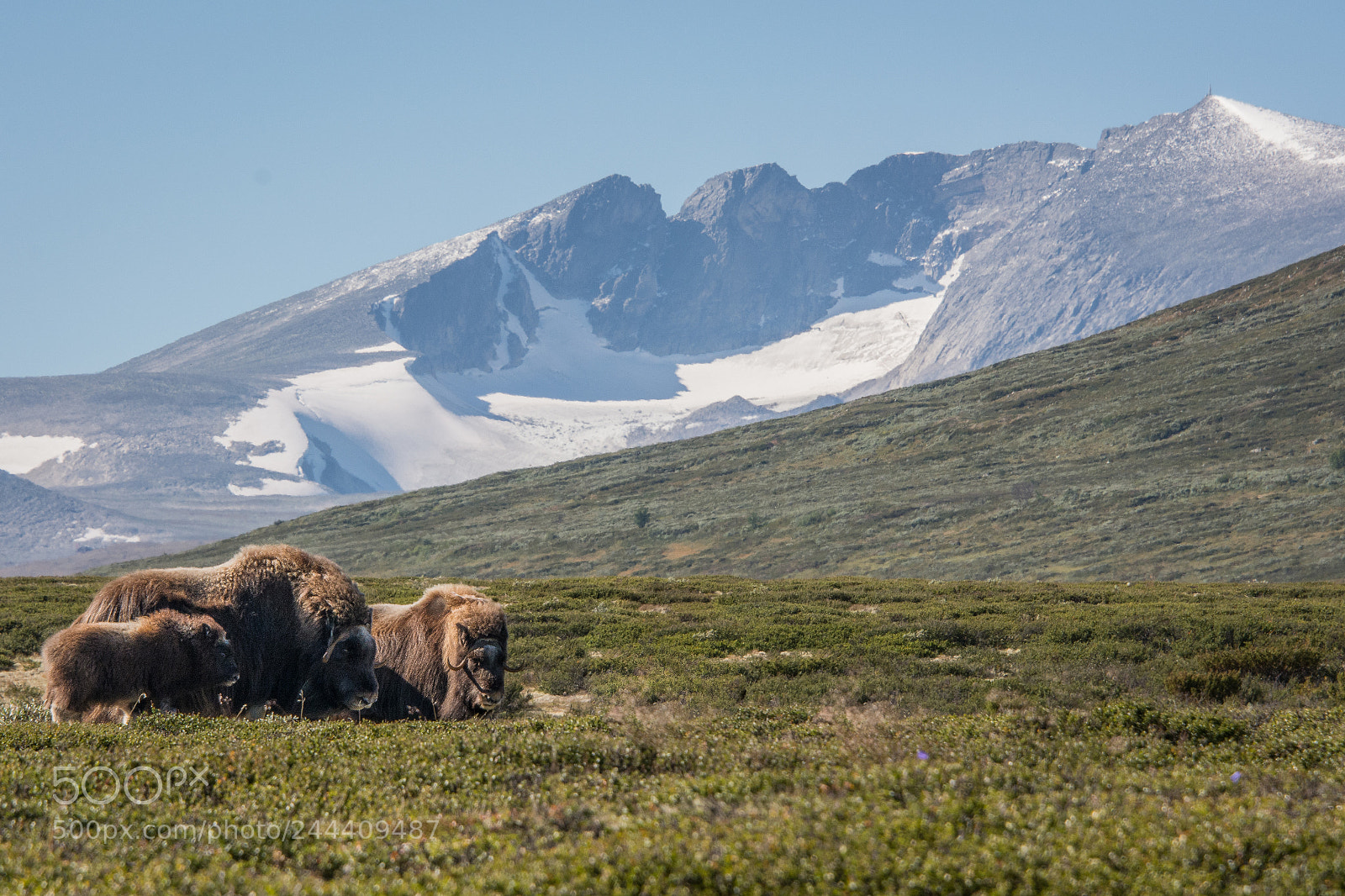 Nikon D7100 sample photo. Muskox snøhetta photography