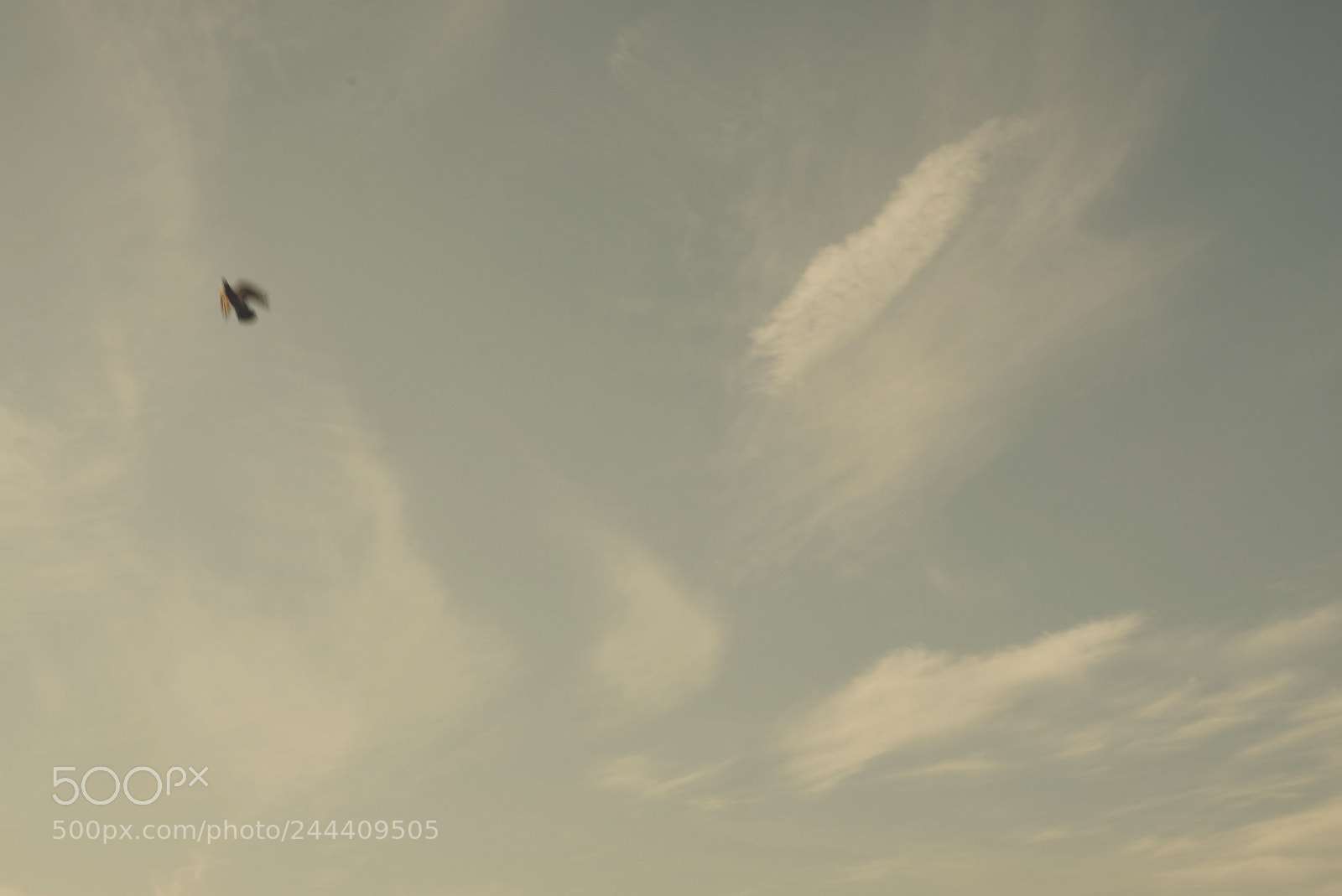 Fujifilm X-T20 sample photo. Bird photography