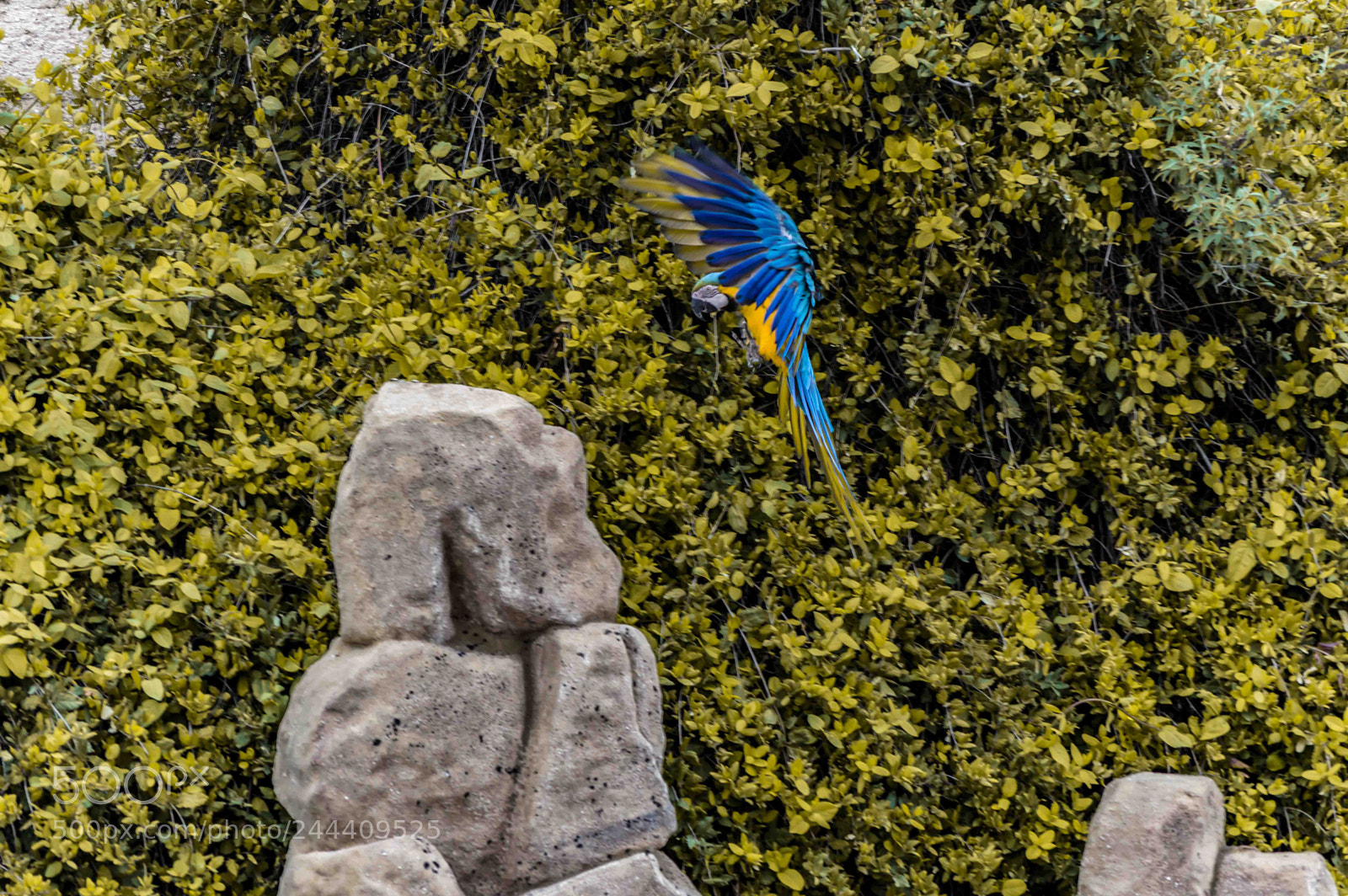 Nikon D3200 sample photo. Fotografia de animales photography