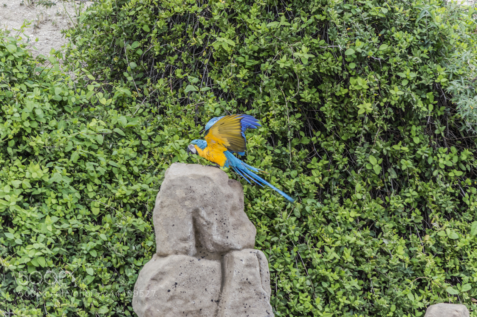 Nikon D3200 sample photo. Fotografia de animales photography