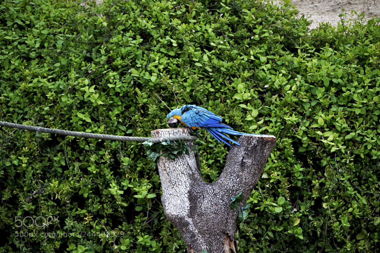 Nikon D3200 sample photo. Fotografia de animales photography