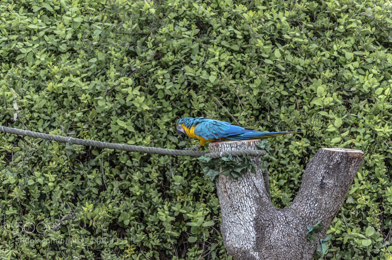 Nikon D3200 sample photo. Fotografia de animales photography