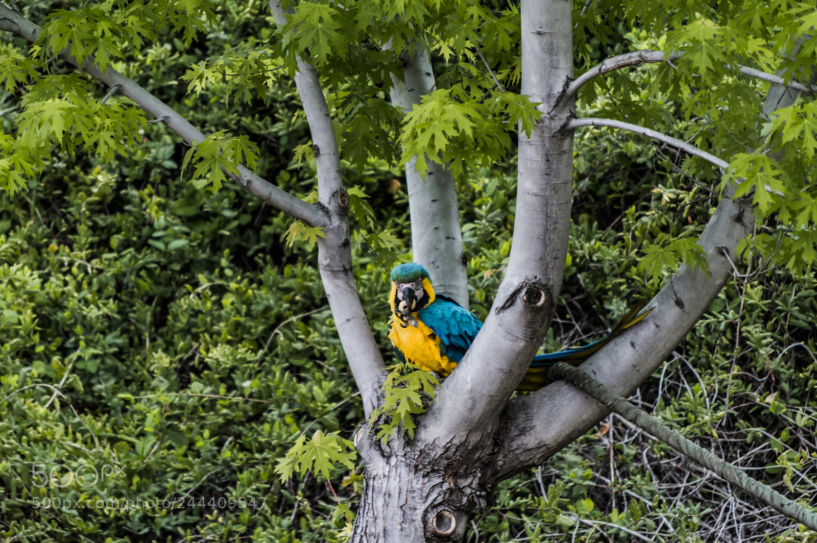 Nikon D3200 sample photo. Fotografia de animales photography