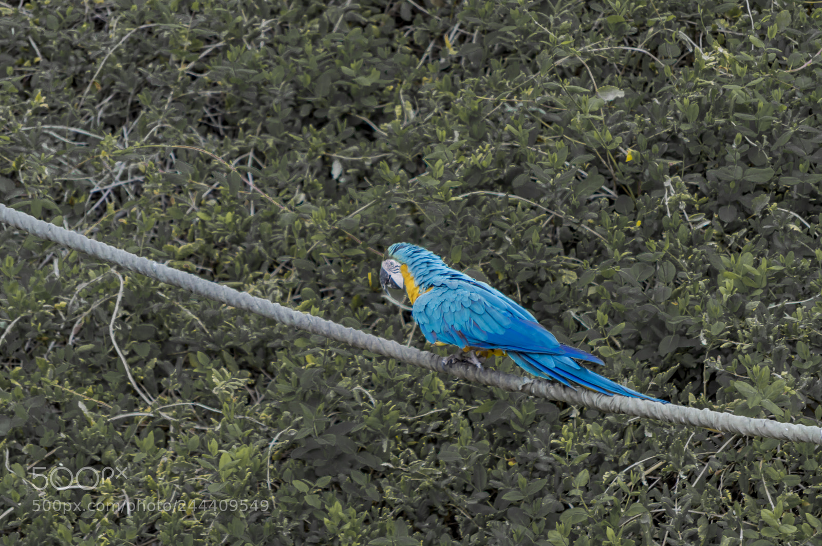 Nikon D3200 sample photo. Fotografia de animales photography
