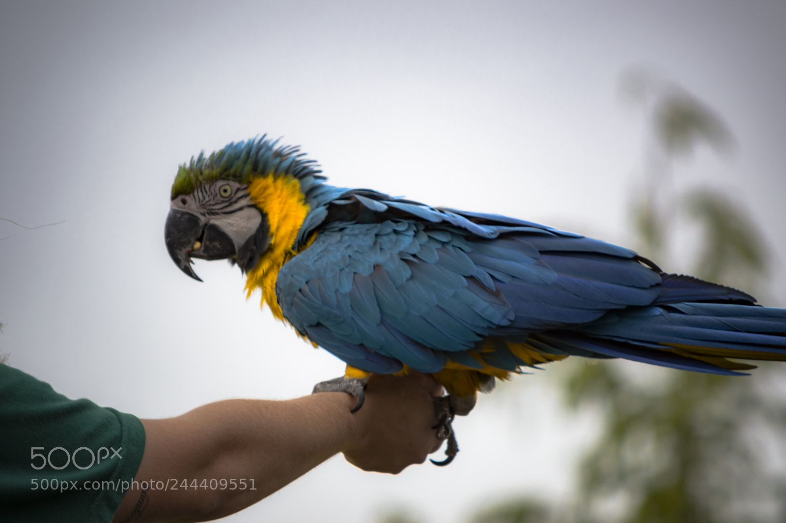 Nikon D3200 sample photo. Fotografia de animales photography