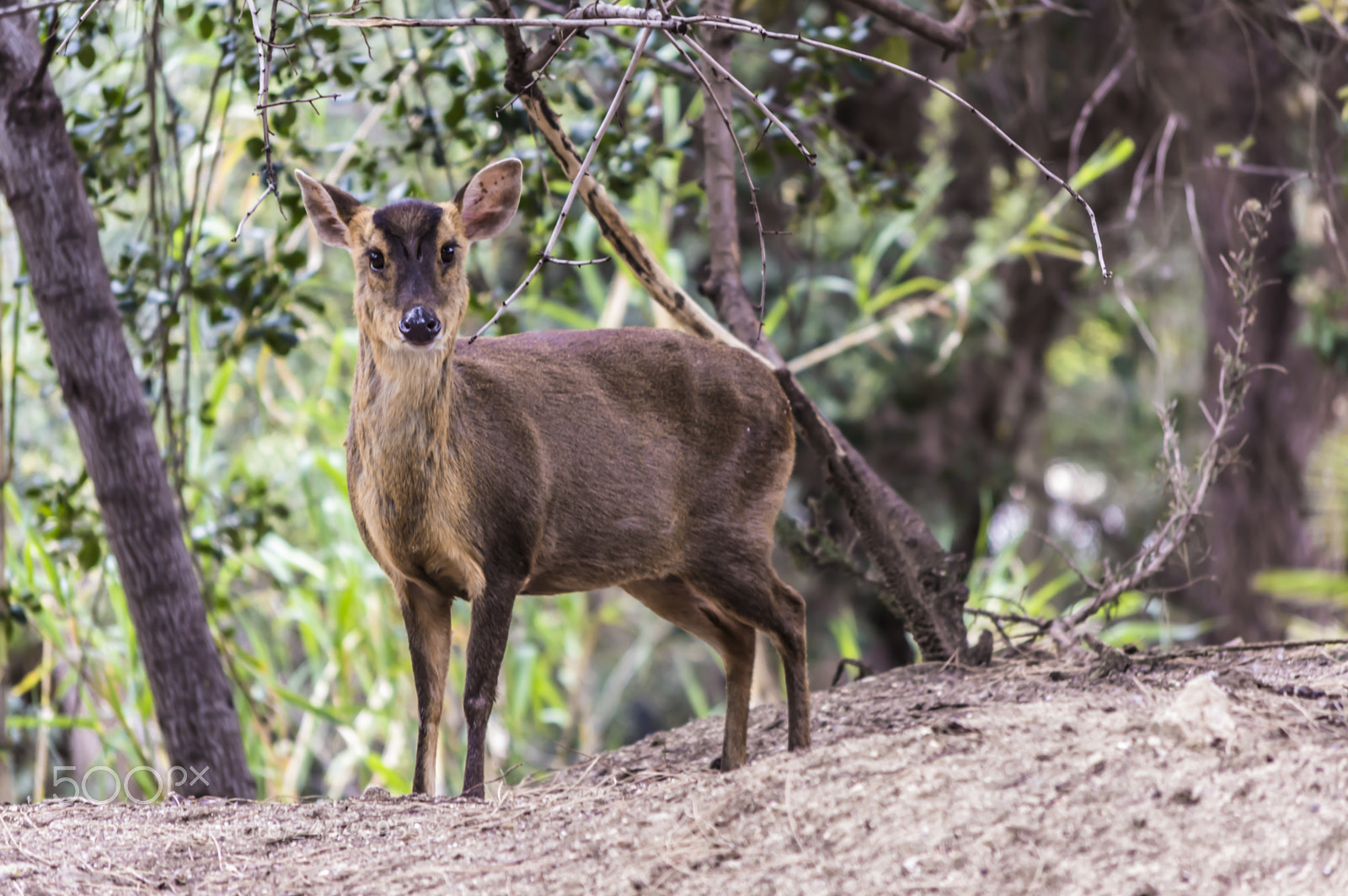 Nikon D3200 sample photo. Fotografia de animales photography